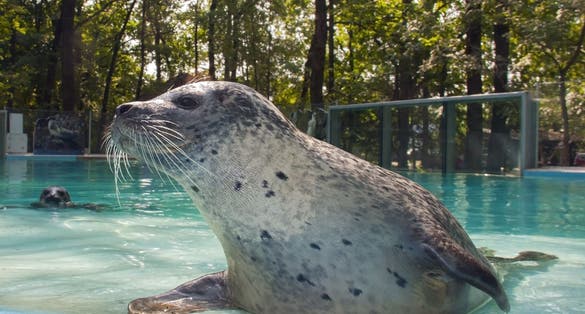 photo of view of Harbor seal (Phoca vitulina) in a zoo, Szeged, Hungary.