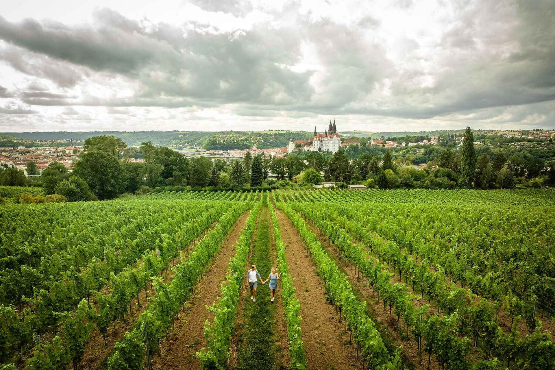 Meissen: Wine hike in the Proschwitz vineyards incl. 3-person wine tasting