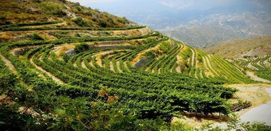 Troodos Mountains Wine-Tasting Tour With Lunch From Larnaca