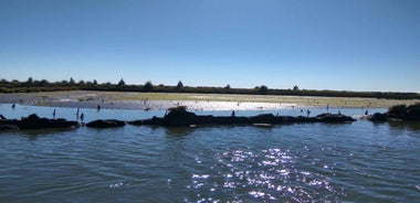 Industry or Nature Boat Tour | Speedboat