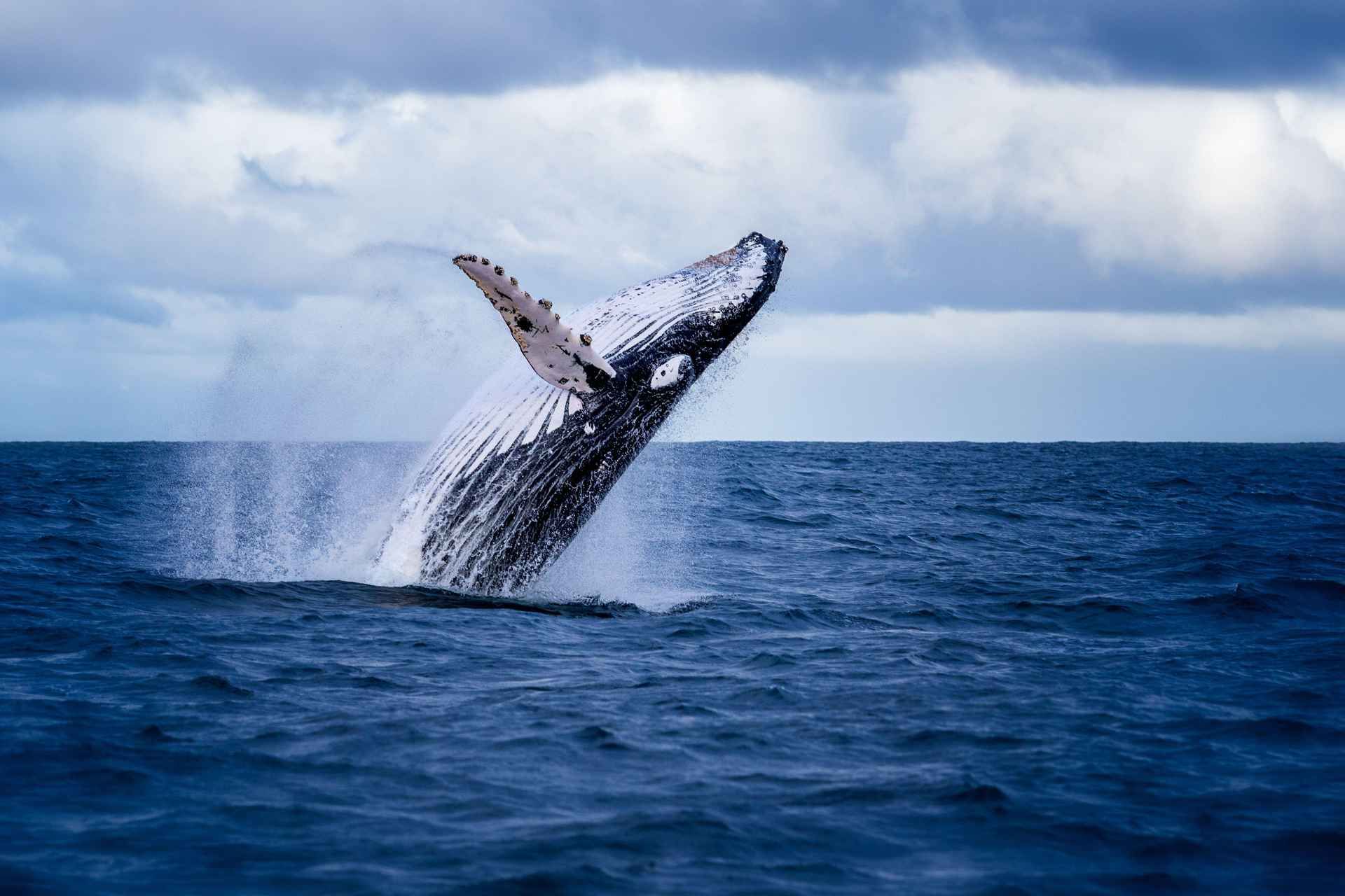 Akureyri: Whale Watching Shore Excursions