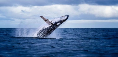 Akureyri: Whale Watching Shore Excursions