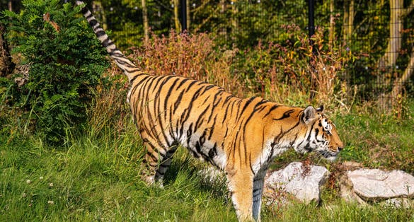Big amur tiger walking in Eindhoven Zoo, the Netherlands.