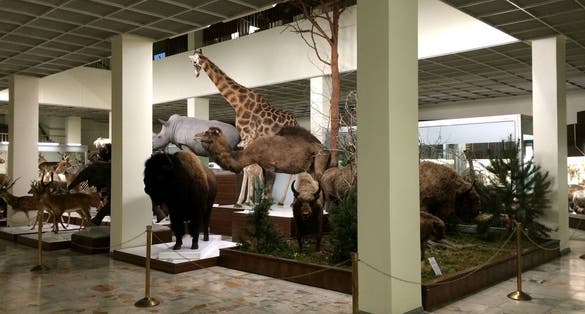 Kauno Tado Ivanausko zoologijos muziejus.