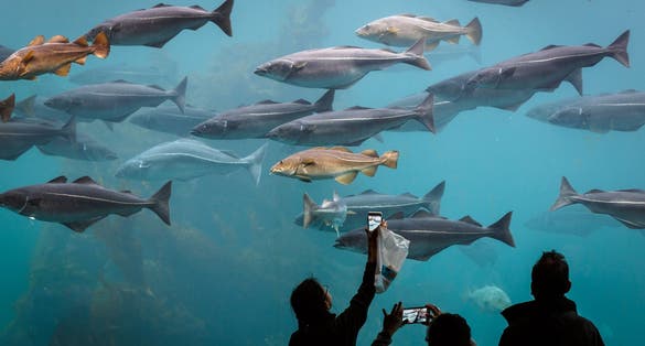 Sea aquarium in Alesund Norway with many fishes.
