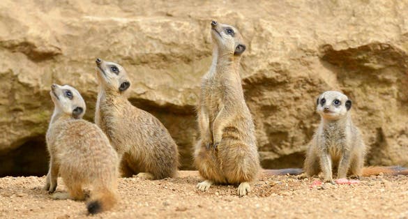 Naughty little meerkats up to mischief in their pen at Chester Zoo.