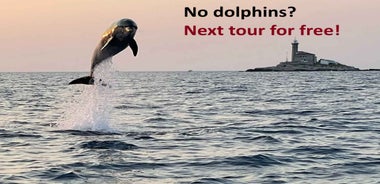 Rovinj: Dolphin Watching Sunset Speedboat Tour with Drinks