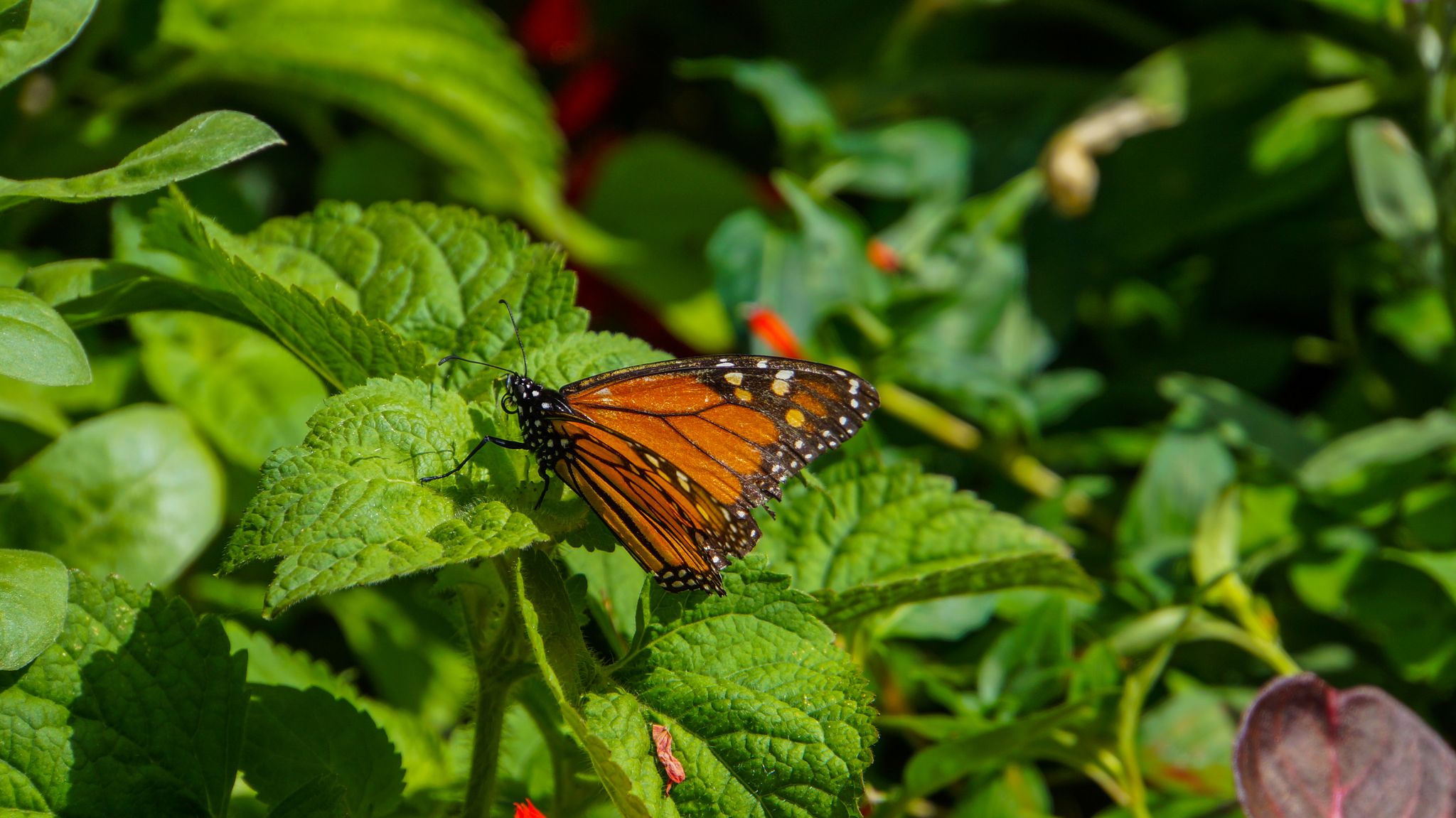Madeira - Big monarch butterfly in Jardim Municipal in Funchal on green leaf