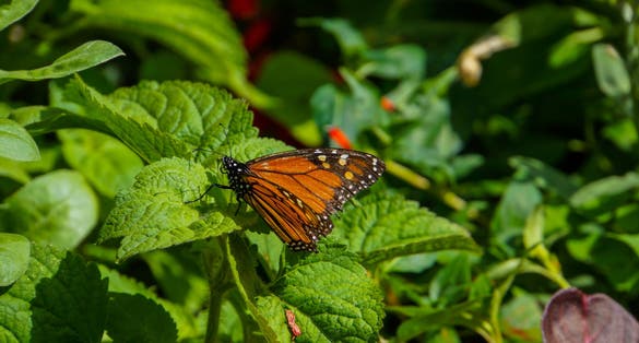 Madeira - Big monarch butterfly in Jardim Municipal in Funchal on green leaf