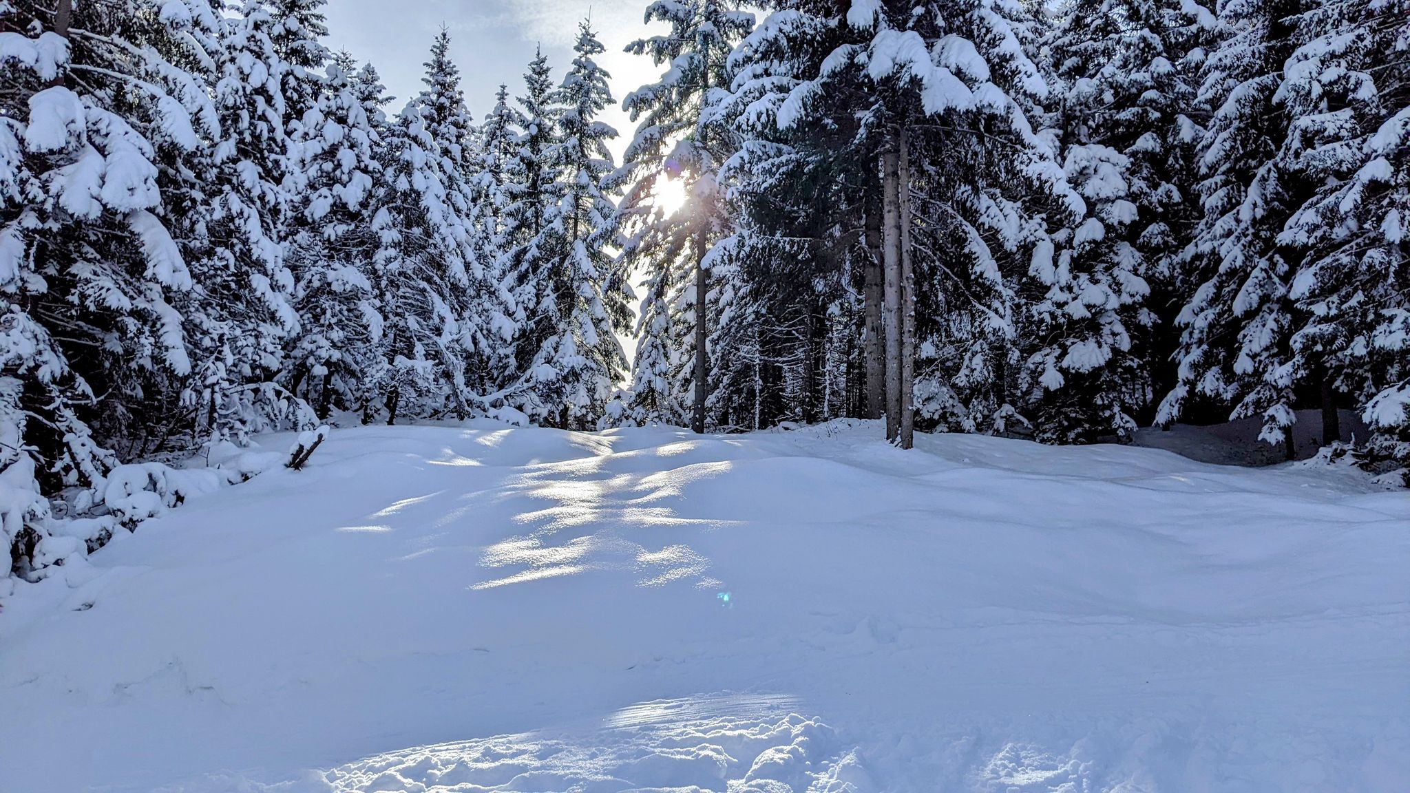 Photo of sunshine through snow covered trees in winter, skitouring Kranzberg, Germany.
