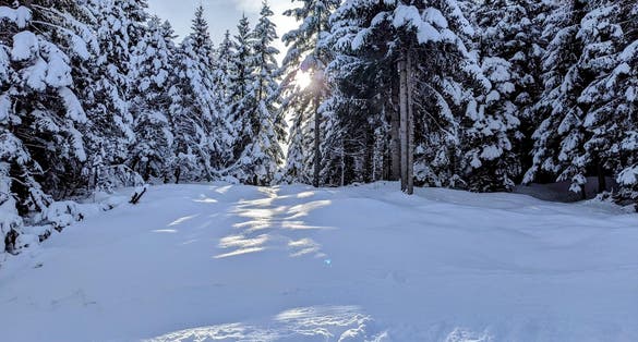 Photo of sunshine through snow covered trees in winter, skitouring Kranzberg, Germany.