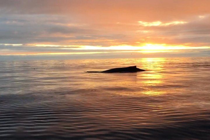 Big Whales & Puffins RIB boat tour from Húsavík 