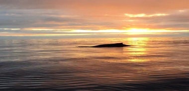 Big Whales & Puffins RIB boat tour from Húsavík 