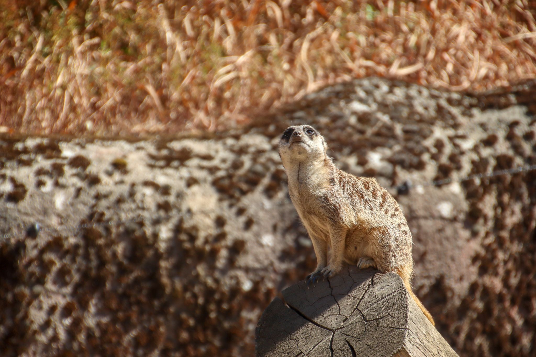 photo of meerkat on tree trunk looking up, in Gaia Zoo in Kerkrade, the Netherlands.