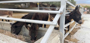 Cypriot Traditions and Donkey Adventures