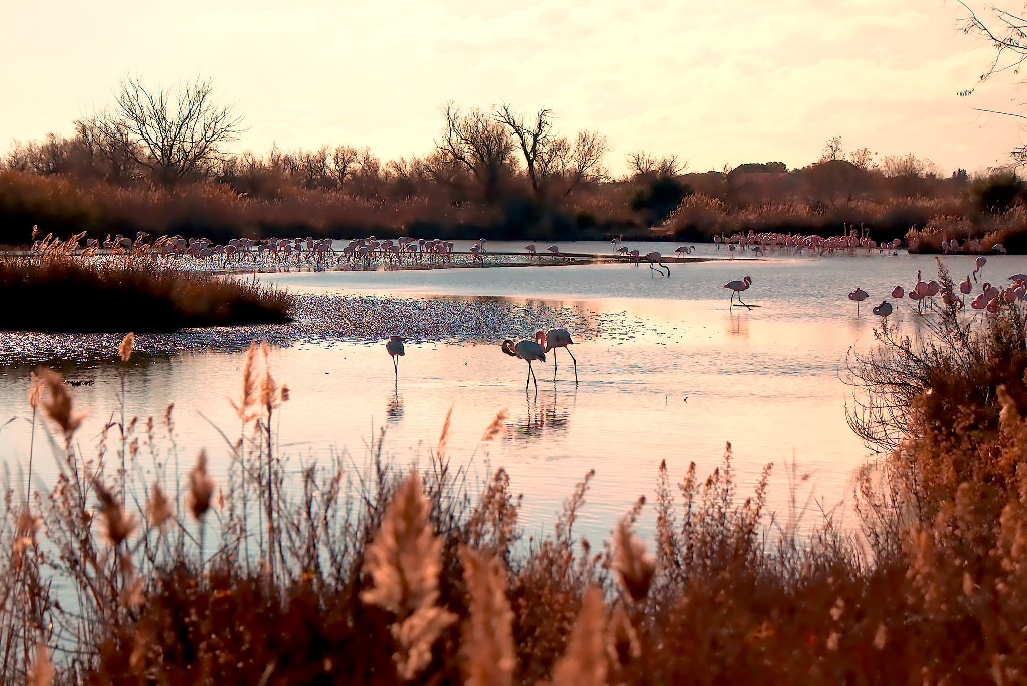 Flamingos wading in the wetlands at Parc Ornithologique de Pont de Gau in the Camargue region of southern France, captured in winter light..jpg