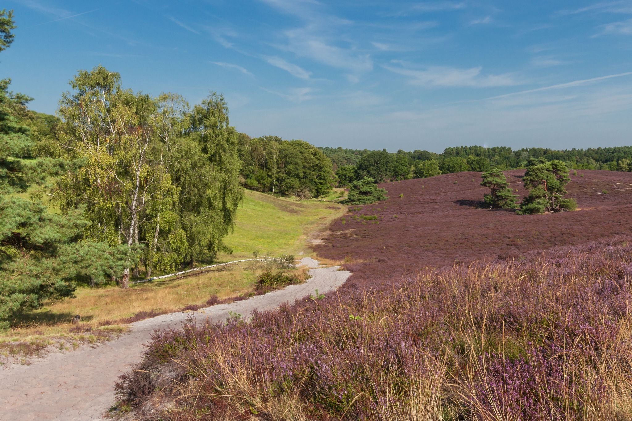 photo of Brunssummerheide in the Netherlands, hotspot for outdoor activities like walking, hiking, mountain biking.