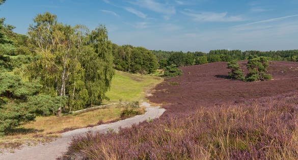 photo of Brunssummerheide in the Netherlands, hotspot for outdoor activities like walking, hiking, mountain biking.