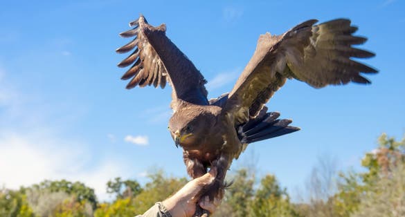 photo of view of Releasing to wild a rescued lesser spotted eagle (Aquila pomarina) in the wildlife rescue center of Szeged Zoo, Szeged, Hungary.