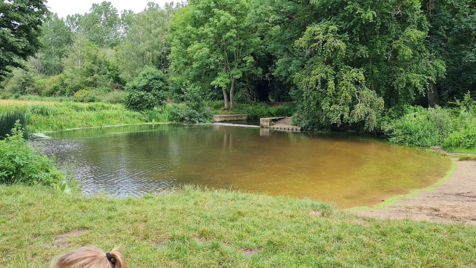 Knettishall Heath Nature Reserve, SSSI and GSI site, Knettishall, West Suffolk, Suffolk, East of England, England, United Kingdom