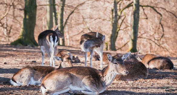 Photo of deer herd in Marselisborg Deer Park, Aarhus, Denmark.