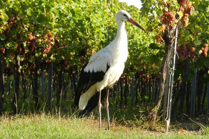 The Emblematic: visit of villages, Haut-Koenigsbourg, Wine tasting