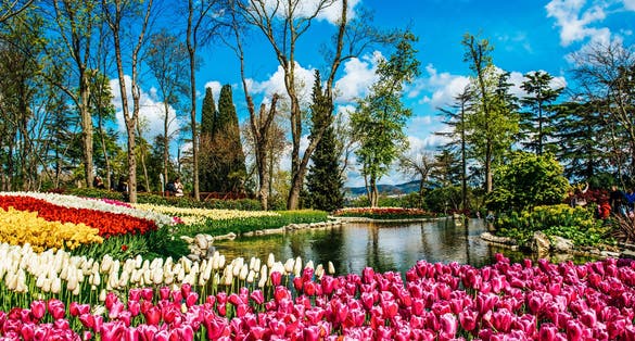 Traditional Tulip Festival in Emirgan Park, a historical urban park at springtime, spring travel background.