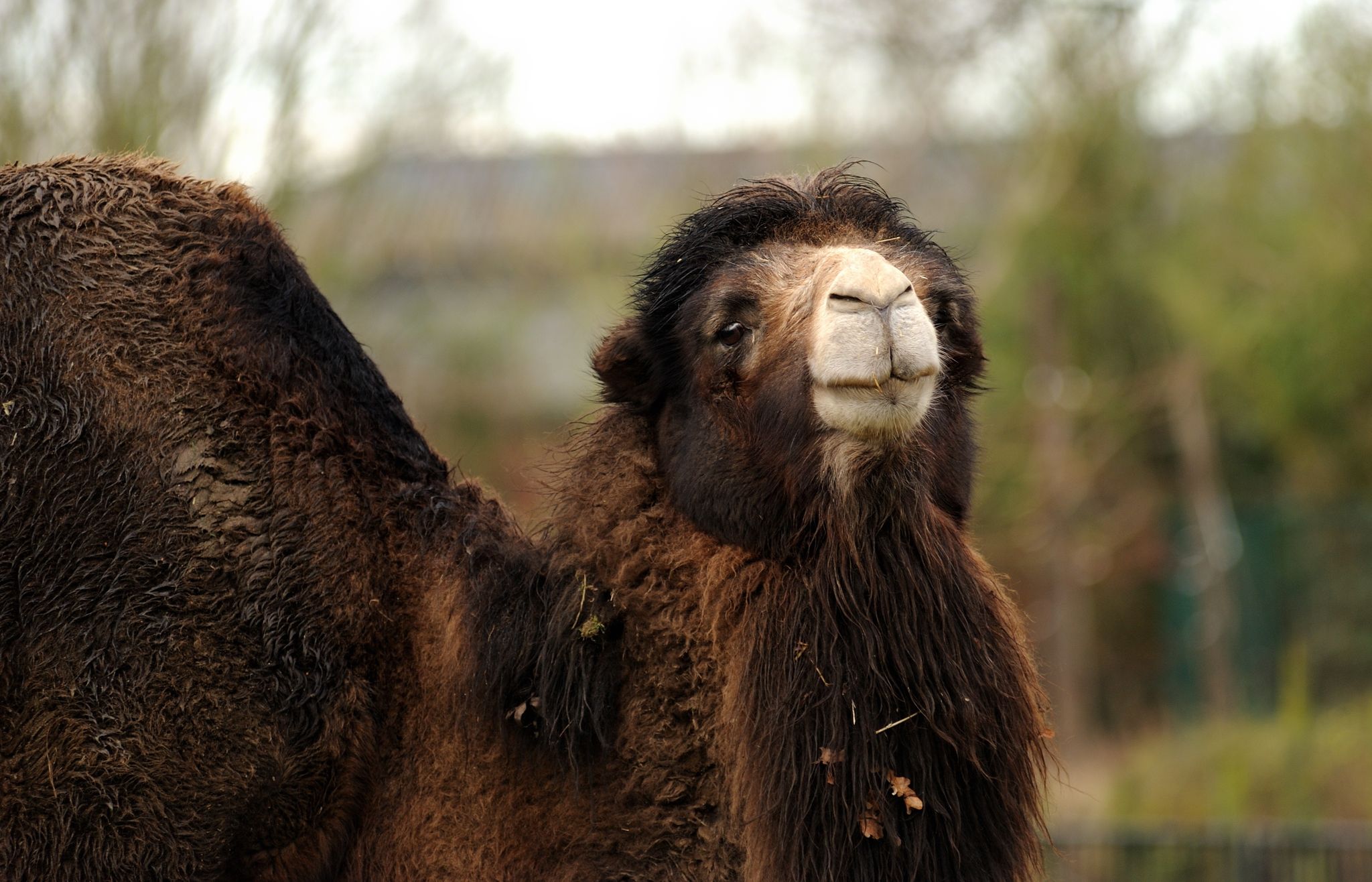 Photo of camel in Planckendael Zoo, Belgium.