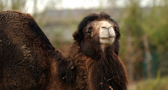 Photo of camel in Planckendael Zoo, Belgium.