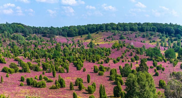photo of view of Colorful blooming heather landscape at the Totengrund near Wilsede, Bispingen in the heart of the nature reserve Lüneburger Heide.