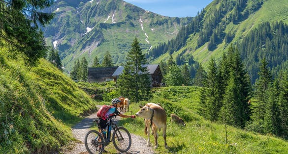 happy senior woman riding her electric mountain bike up to the famous mountain village of Damuels, meeting a herd of cows, in the Bregenz Forest mountain of Vorarlberg, Austria