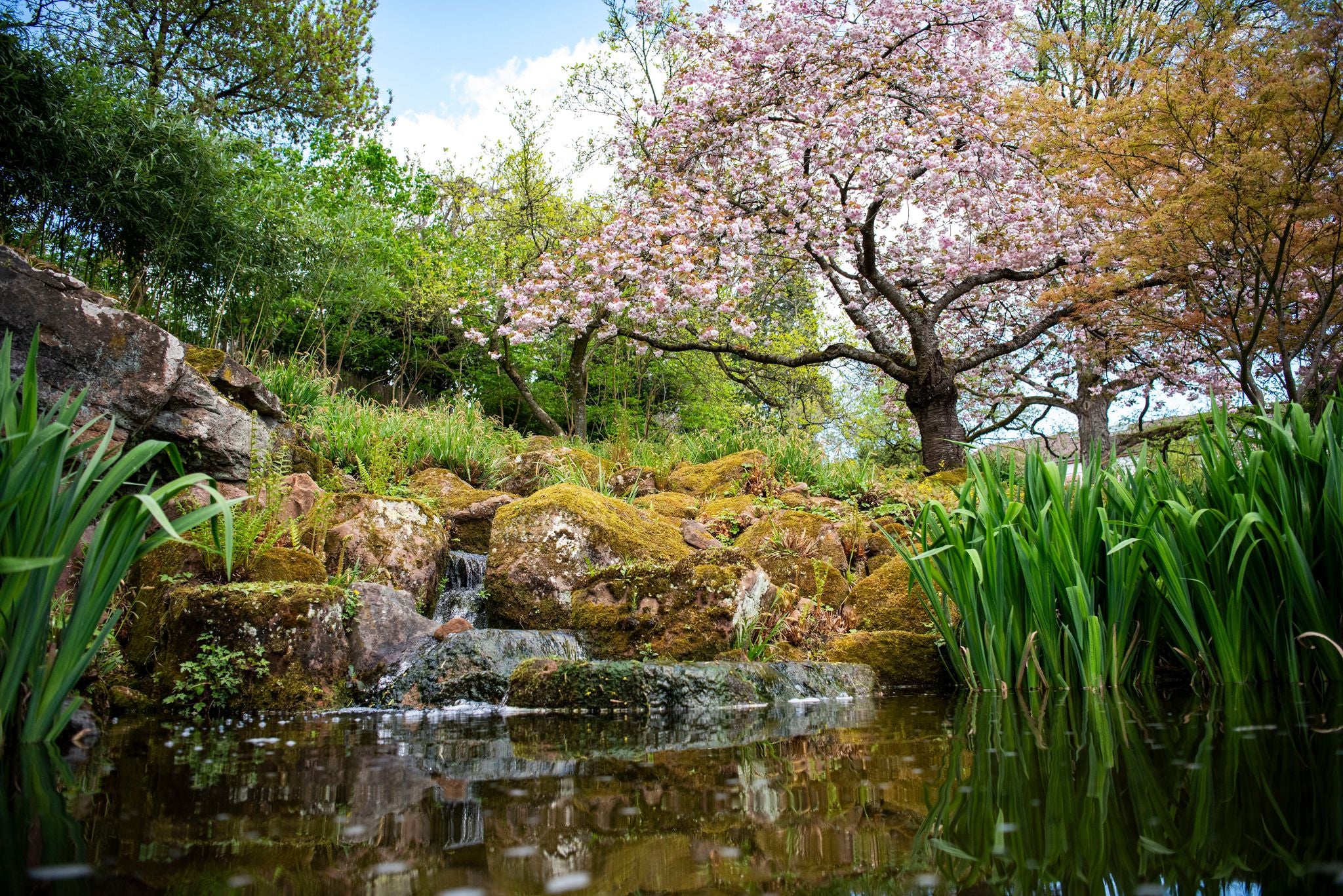 photo  off view  of A Japanese cherry tree is in full bloom at the Japanese Garden in Kaiserslautern, Germany, April 10, 2024.
