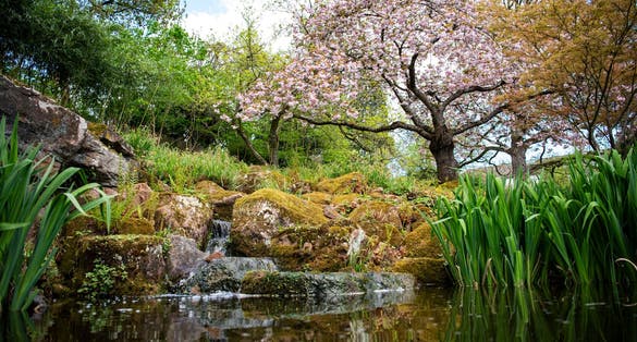 photo  off view  of A Japanese cherry tree is in full bloom at the Japanese Garden in Kaiserslautern, Germany, April 10, 2024.