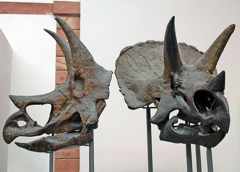 photo of view of Original Triceratops skulls, Frankfurt Oder, Germany.