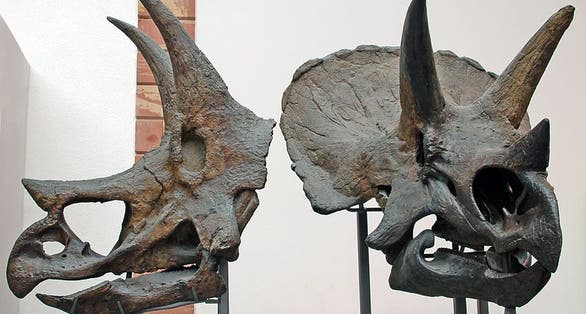 photo of view of Original Triceratops skulls, Frankfurt Oder, Germany.