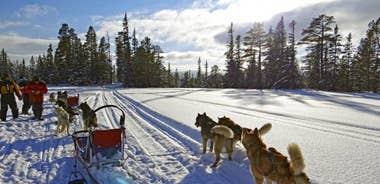 A winter dream in Swedish Lapland