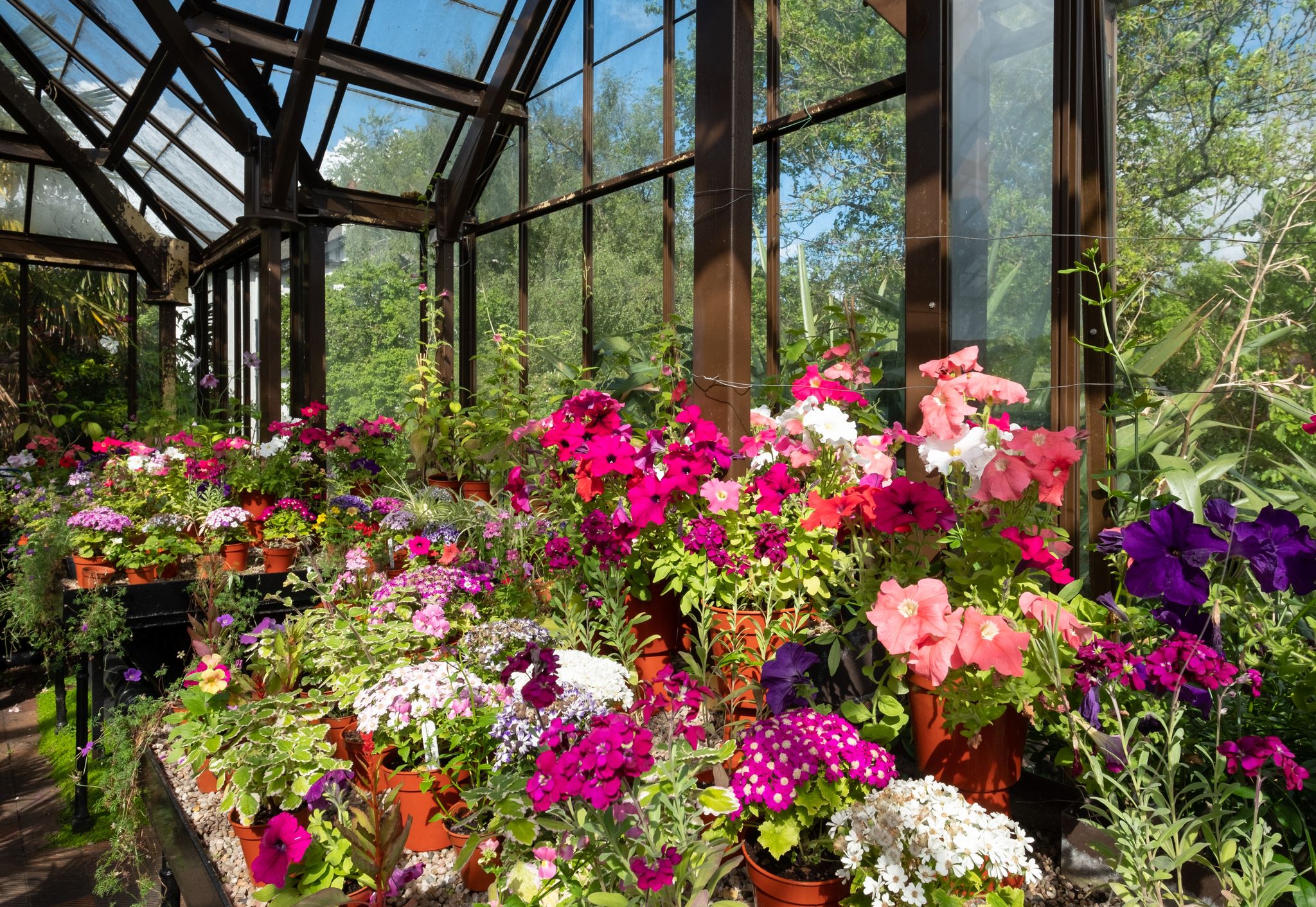 Colourful potted flowers including petunias, phlox and pericallis cruenta, in the Palm House and Main Range of glasshouses in the Glasgow Botanic Gardens, Scotland UK.
