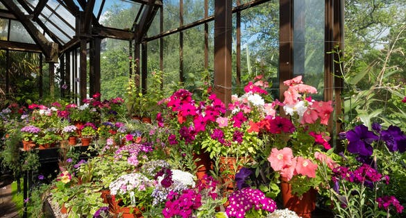 Colourful potted flowers including petunias, phlox and pericallis cruenta, in the Palm House and Main Range of glasshouses in the Glasgow Botanic Gardens, Scotland UK.