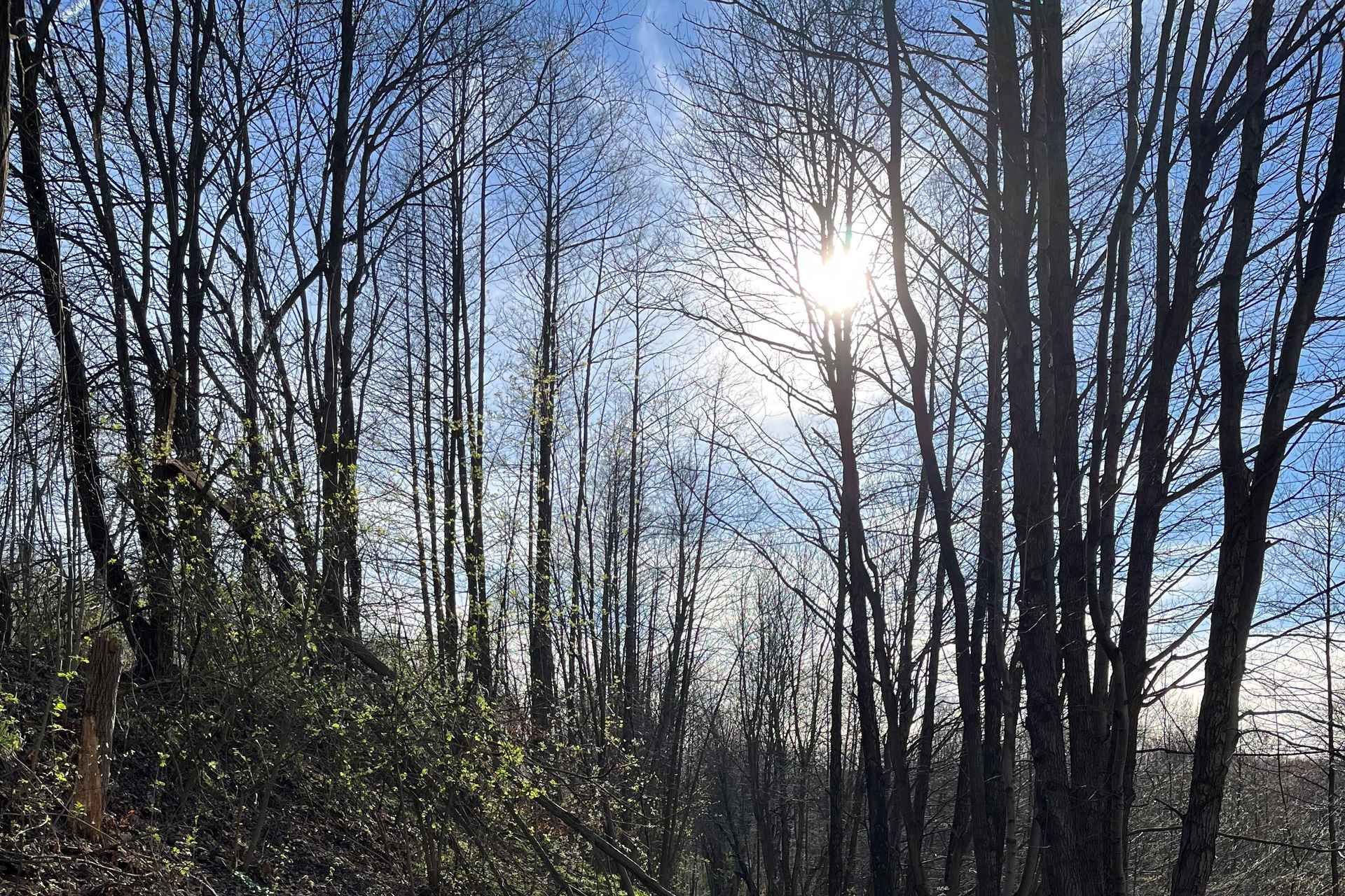 Rzeszów: Countryside trip with bonfire & sausage grilling