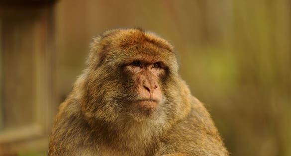 Photo of Macaque monkey in the Mechelen zoo Planckendael.