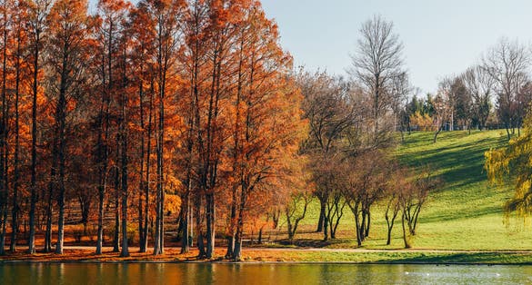 Photo of Autumn Trees Landscape Of Tineretului Park In Bucharest, Romania.