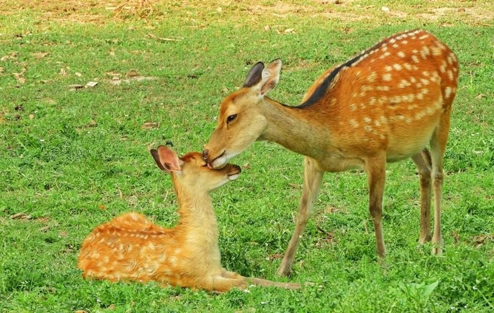 Pákozdi Pagony Vadaspark és Arborétum, Pákozd, Gárdonyi járás, Fejér, Central Transdanubia, Transdanubia, Hungary