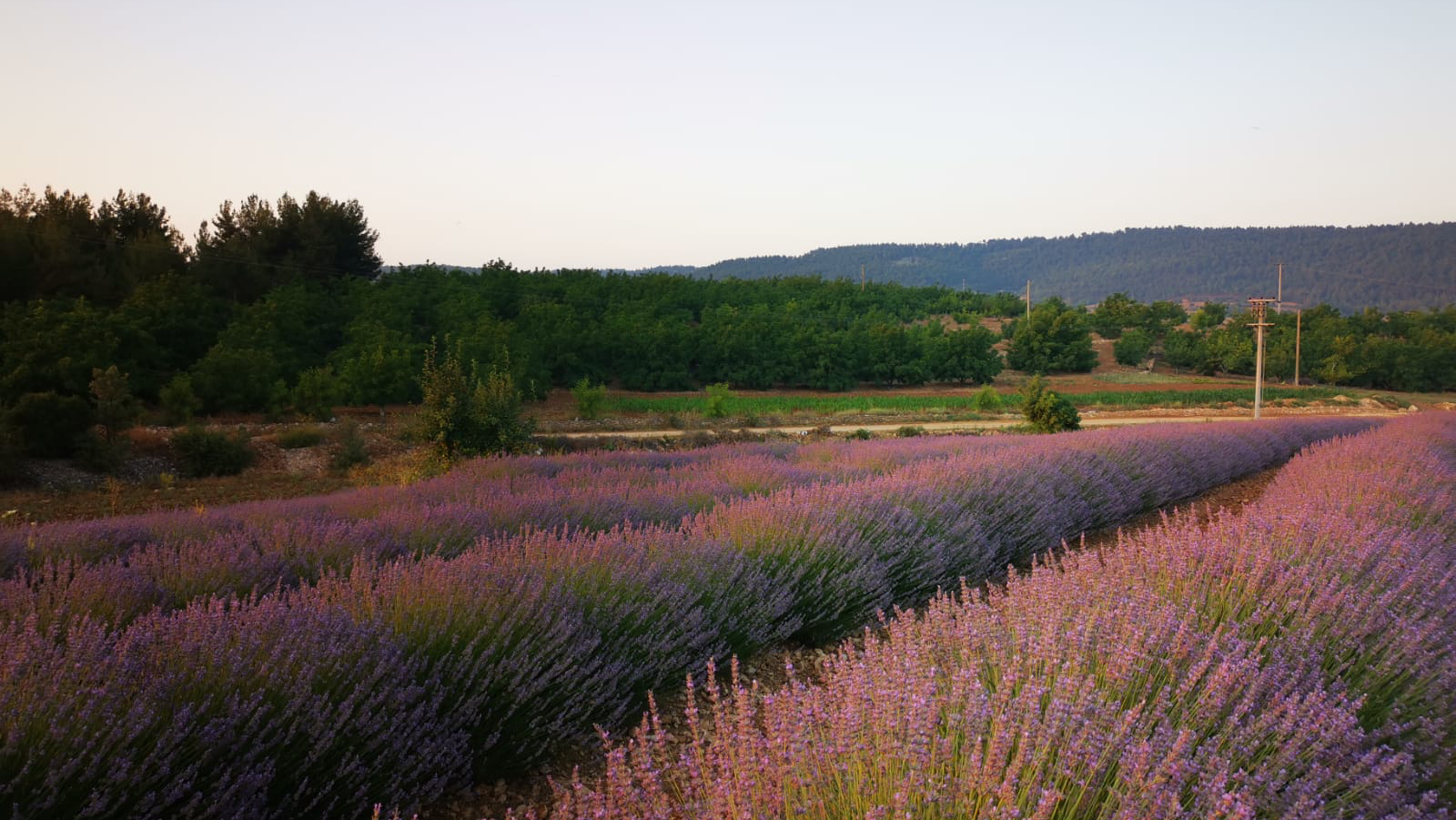 Gözler lavanta bahçeleri, Pamukkale, Denizli, Aegean Region, Turkey
