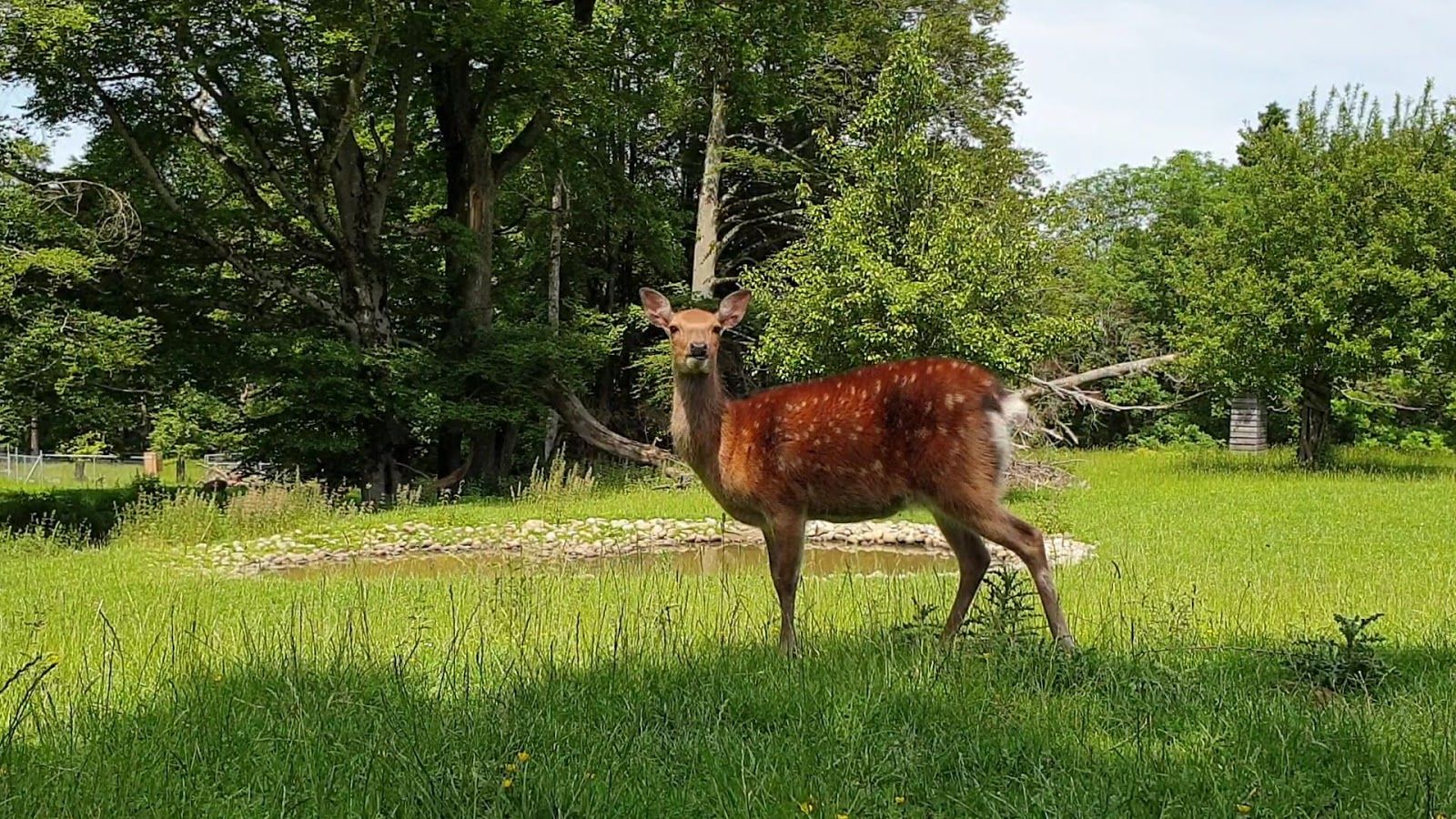 Wildlife Park Peter and Paul, St. Gallen, Wahlkreis St. Gallen, Sankt Gallen, Switzerland