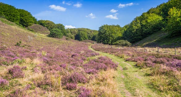 Photo of panorama of a walking path with heath in bloom through Rebild Bakker National Park, Denmark.
