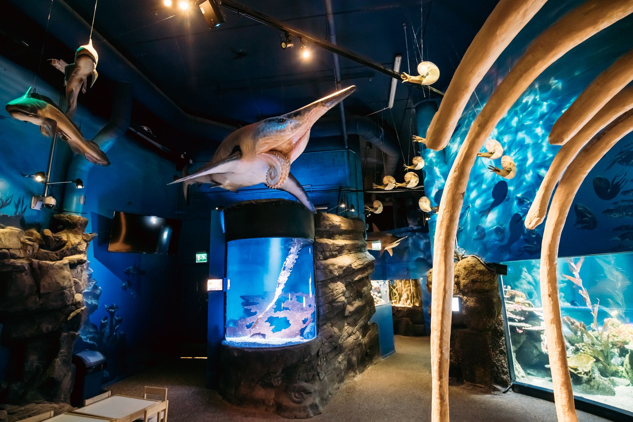 Photo of model Of Prehistoric Extinct Sharks In Oceanarium Sea Life, Helsinki, Finland.