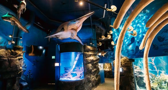 Photo of model Of Prehistoric Extinct Sharks In Oceanarium Sea Life, Helsinki, Finland.
