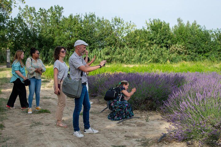 Lavender Harvesting and Distillation Workshop in Bellegarde