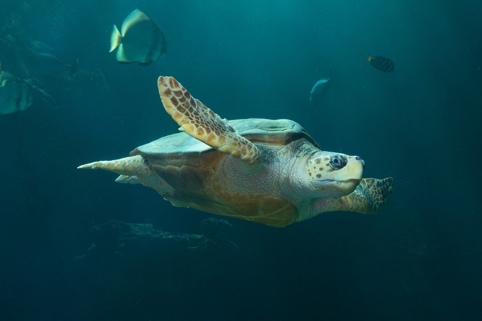 German Oceanographic Museum, UNESCO World Heritage: Historic Centre of Stralsund, Altstadt, Stralsund, Vorpommern-Rügen, Mecklenburg-Vorpommern, Germany