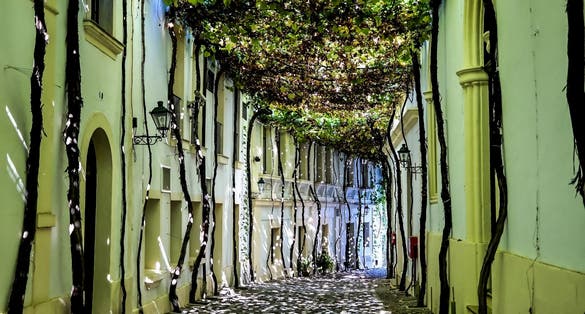 Photo of sunny Bunnyes on the street covered by grape leaves, Jerez de la Frontera, Spain.